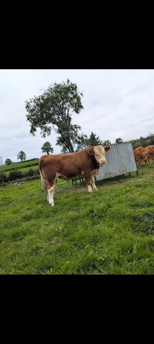 Pedigree Simmental Bull - Image 2