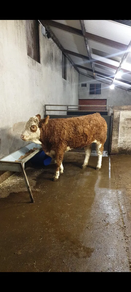 Pedigree Simmental Bull - Image 4
