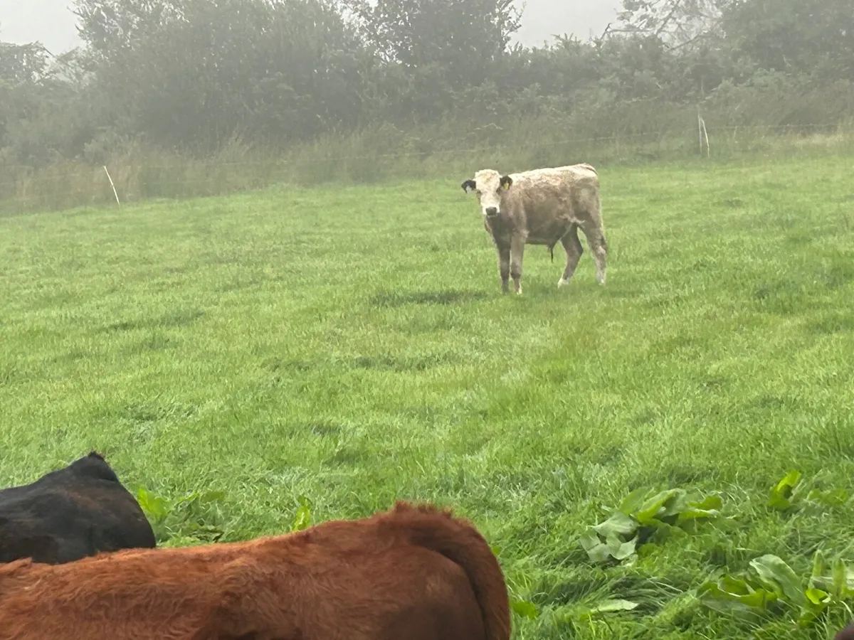Beef cattle - Image 1