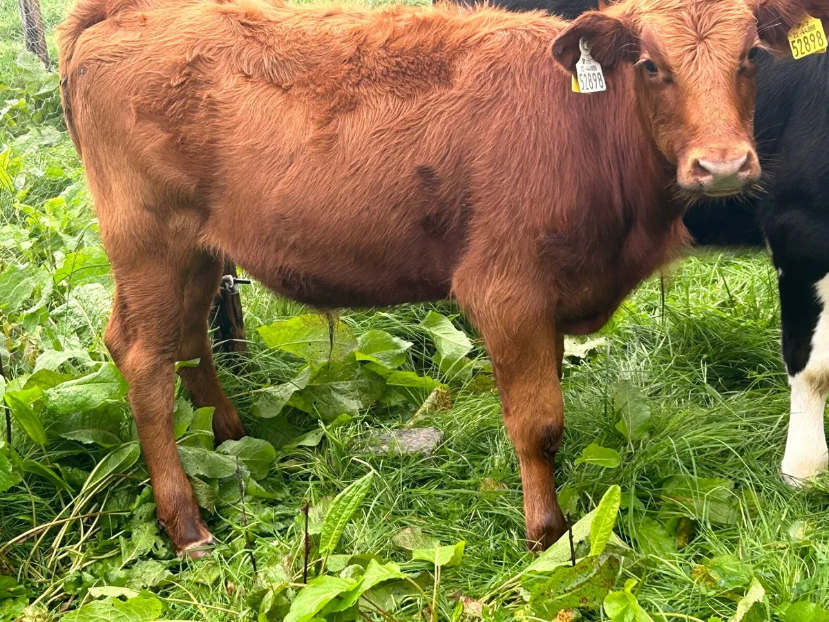 Beef cattle - Image 2