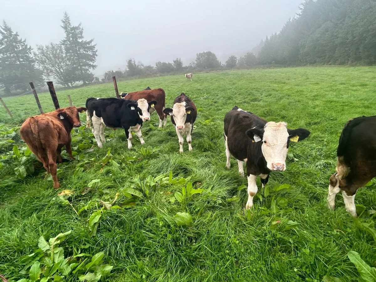 Beef cattle - Image 3
