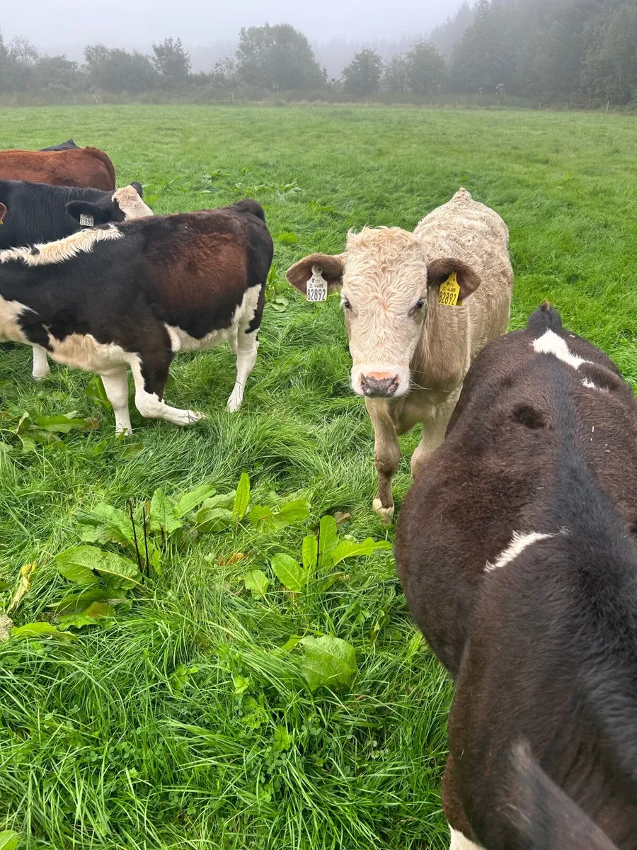 Beef cattle - Image 4