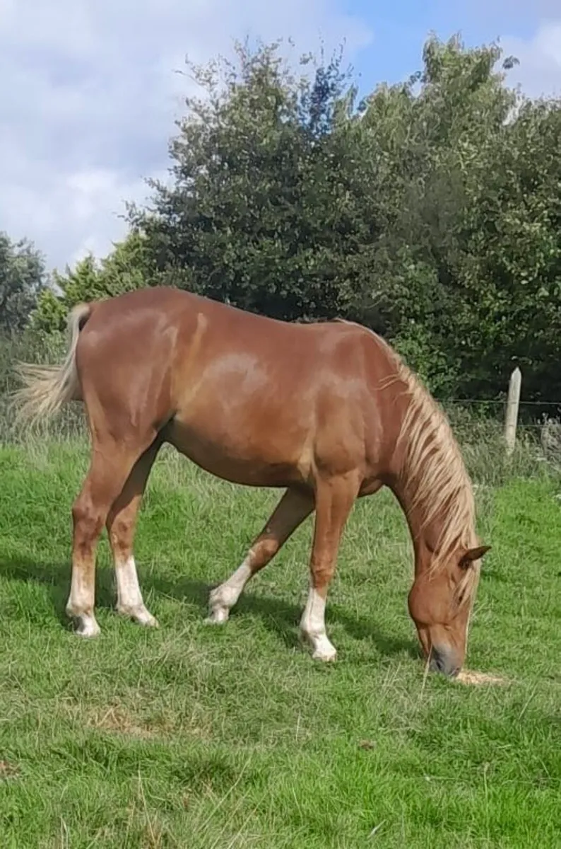 Chestnut Sports Horse - Image 1