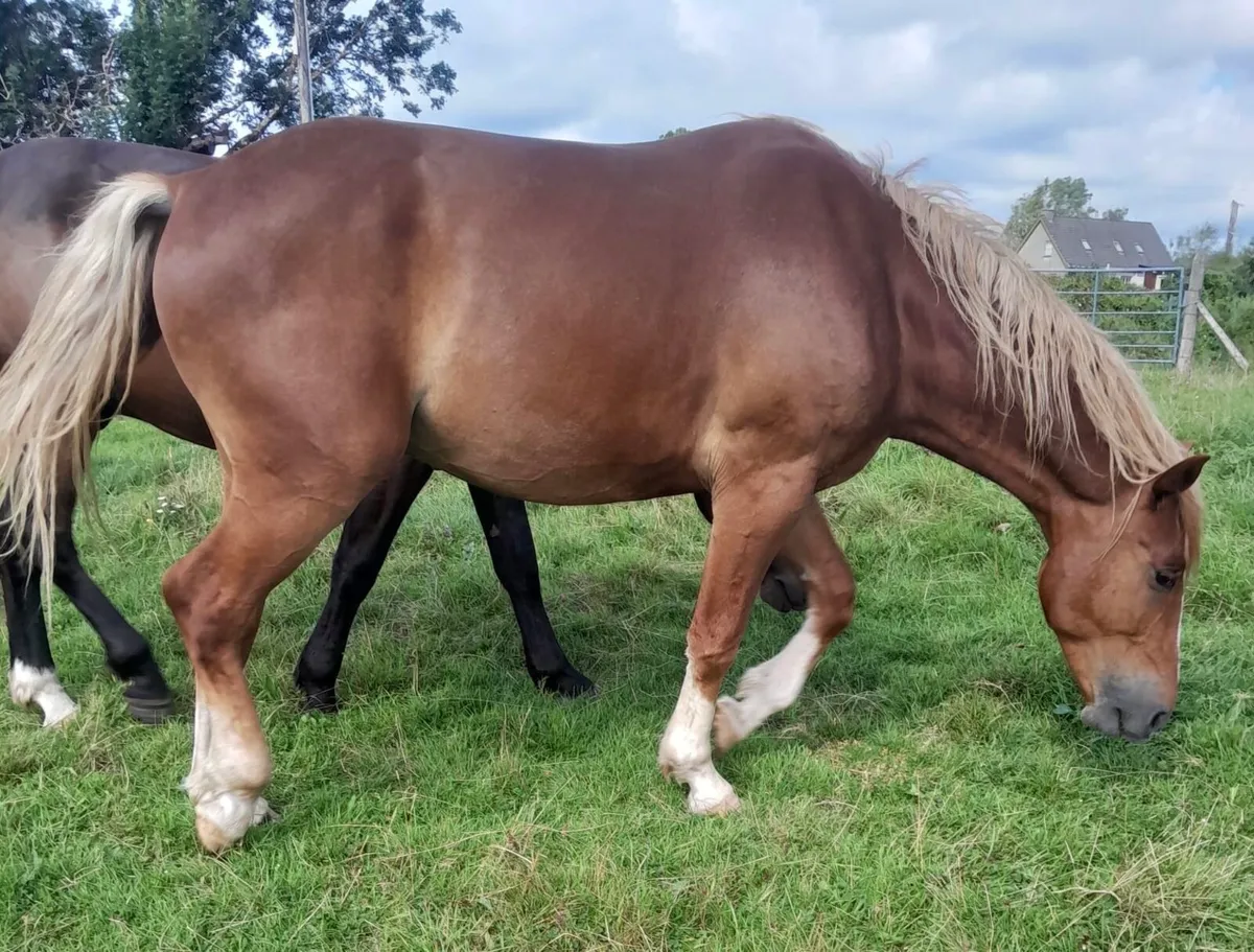 Chestnut Sports Horse - Image 2
