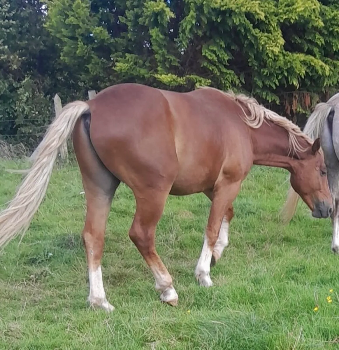 Chestnut Sports Horse - Image 3