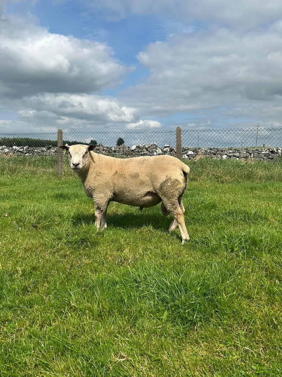 Pbnr rams - Image 4