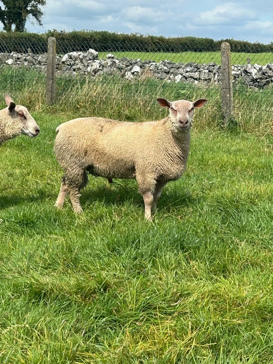 Pbnr rams - Image 3