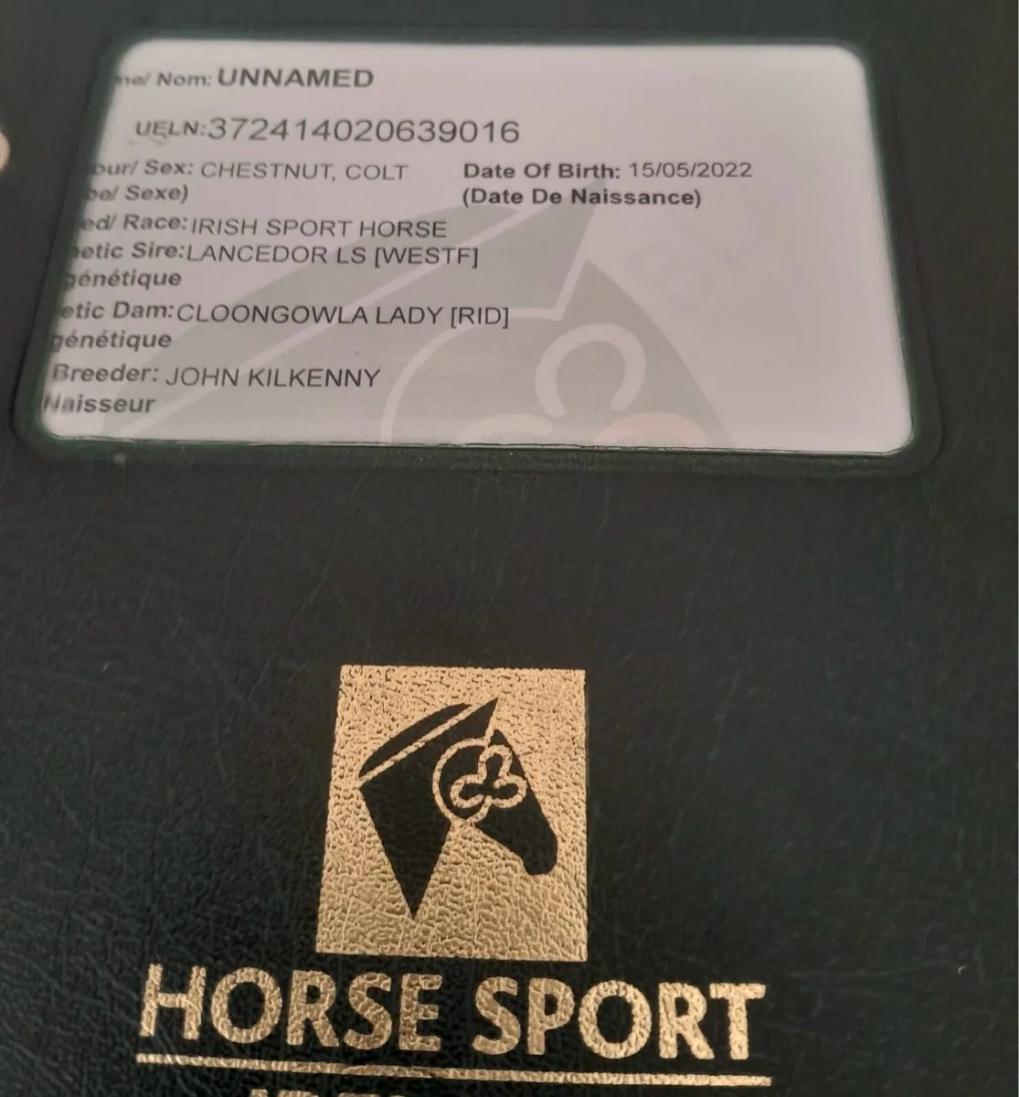 Chestnut Sports Horse - Image 4