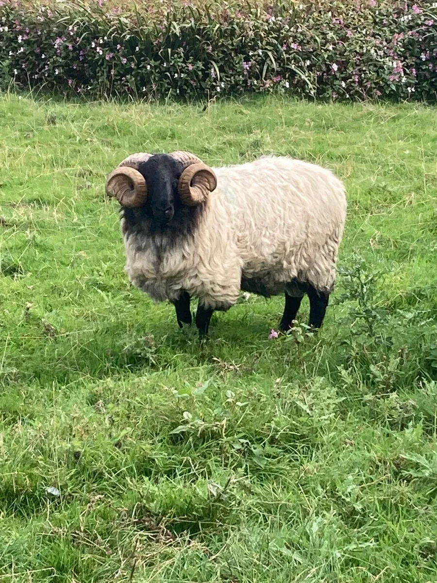 Hogget Ram SIS approved - Image 1
