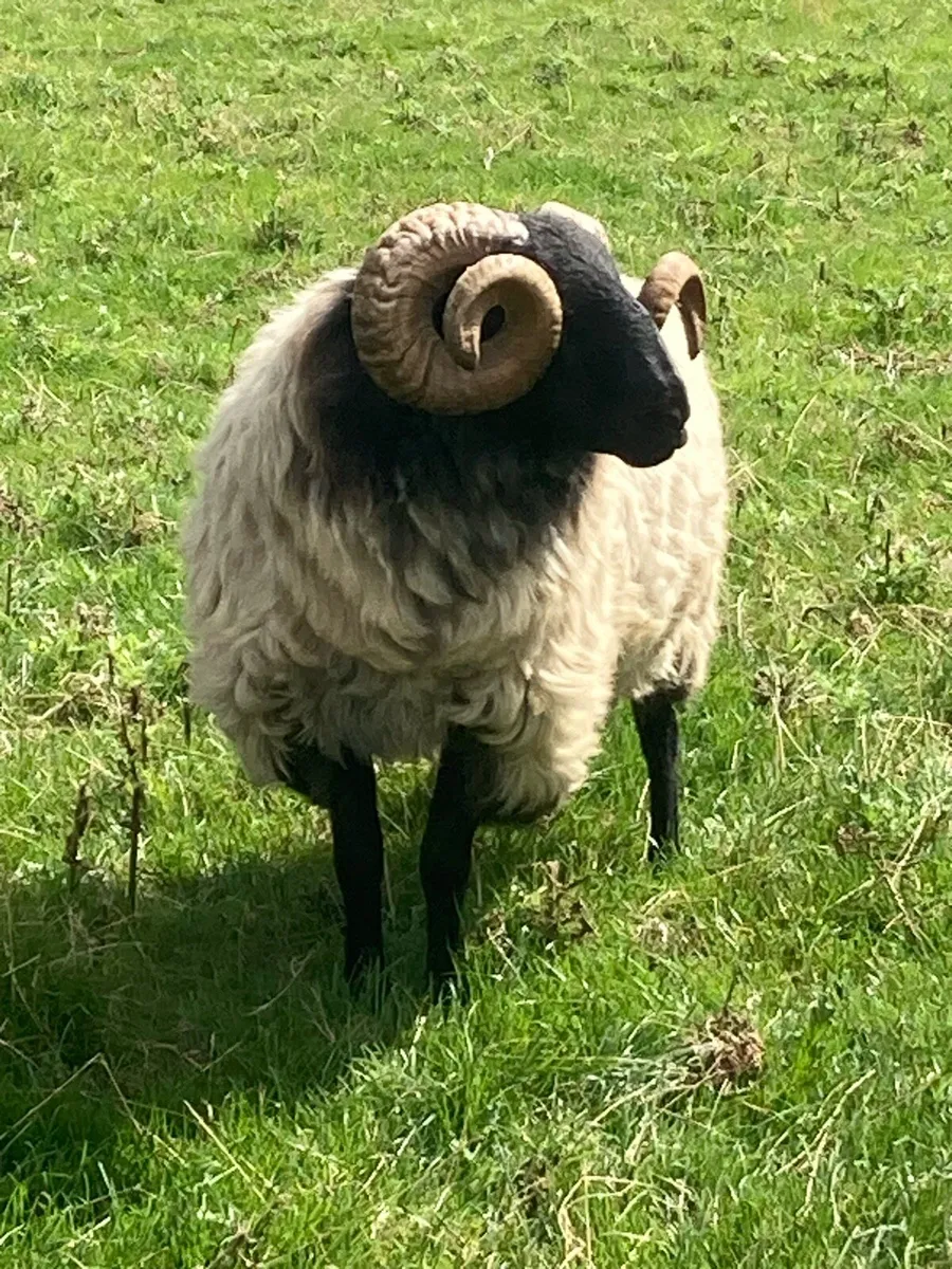 Hogget Ram SIS approved - Image 2