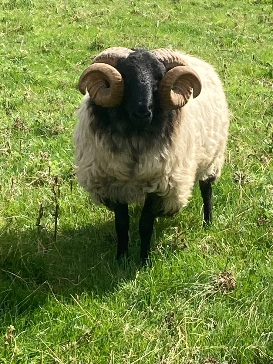 Hogget Ram SIS approved - Image 3