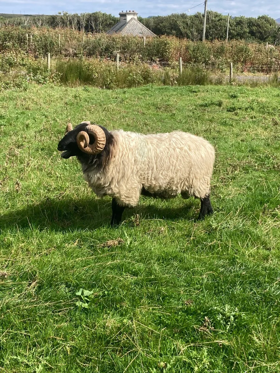 Hogget Ram SIS approved - Image 4