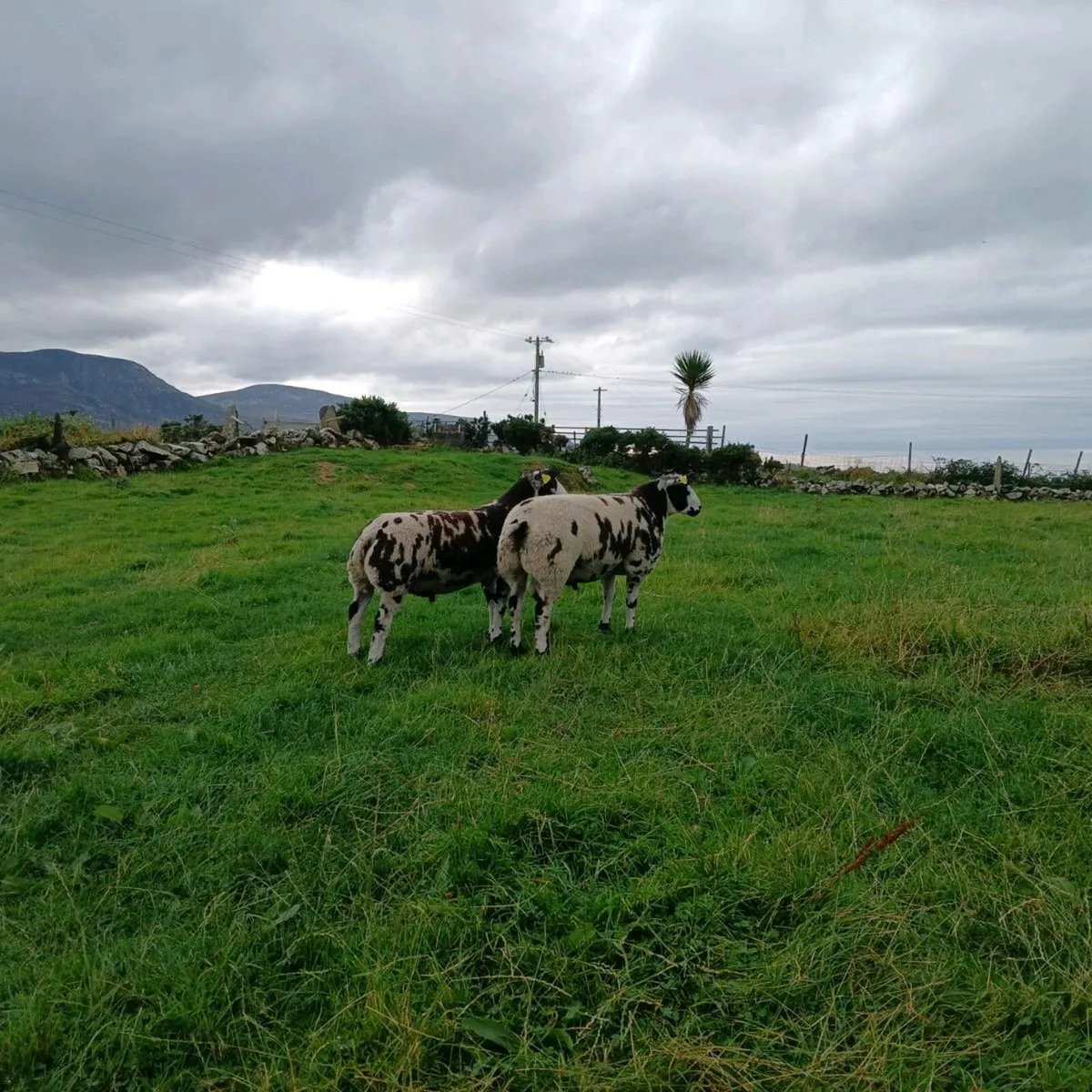 Pedigree Dutch Spotted Ram Lambs - Image 1