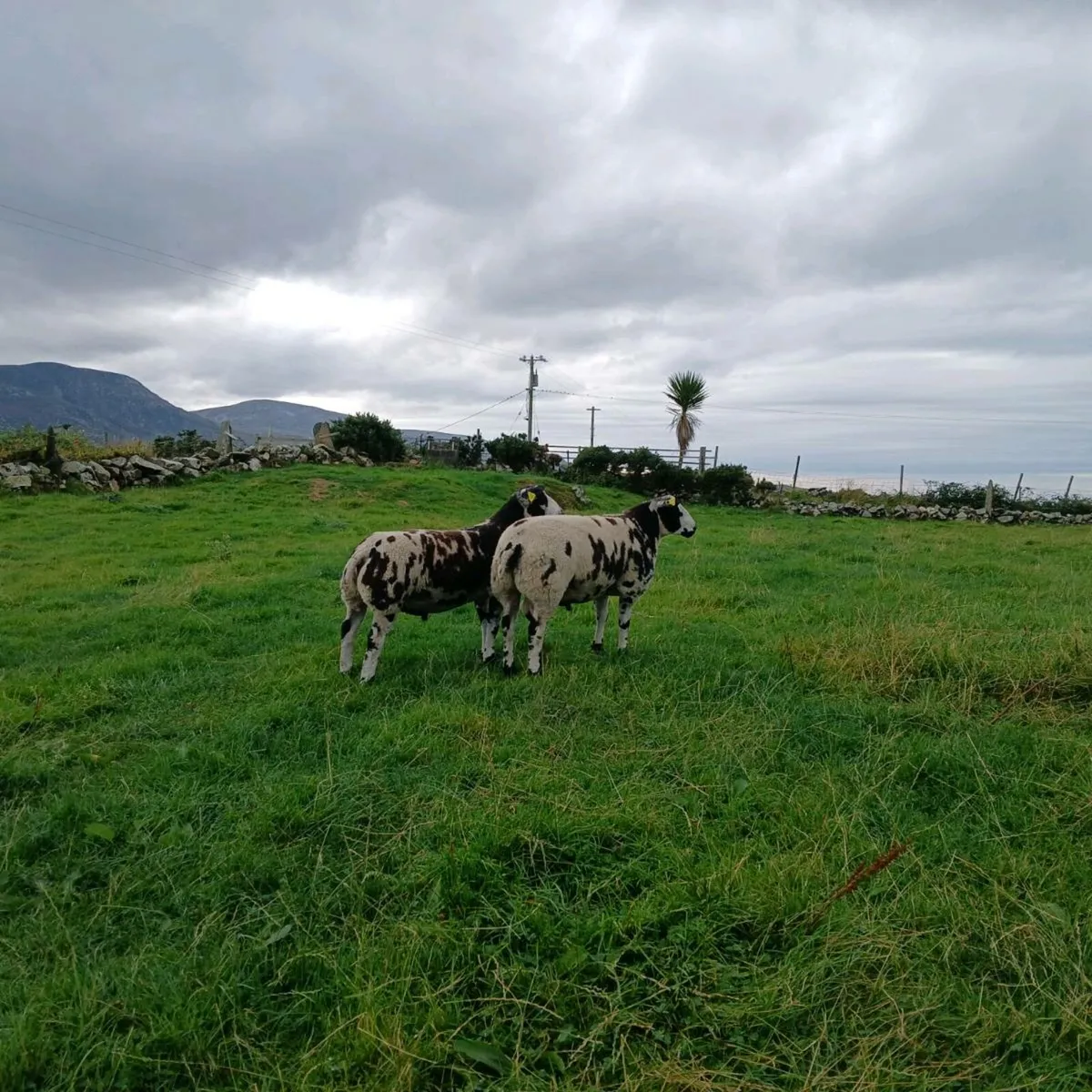 Pedigree Dutch Spotted Ram Lambs - Image 2