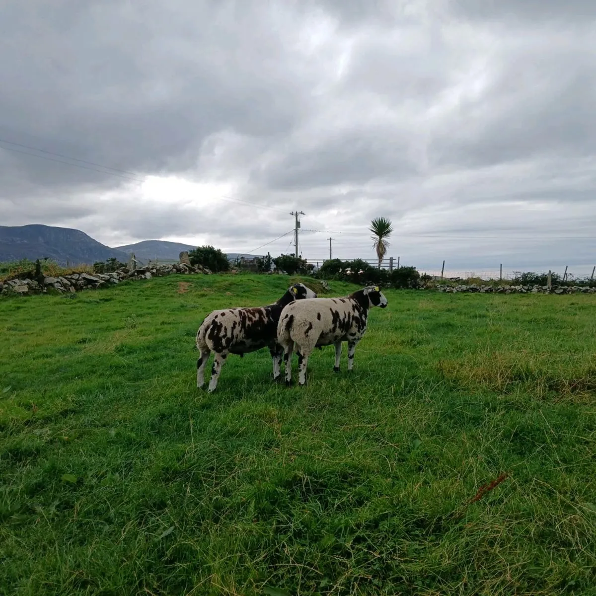 Pedigree Dutch Spotted Ram Lambs - Image 3