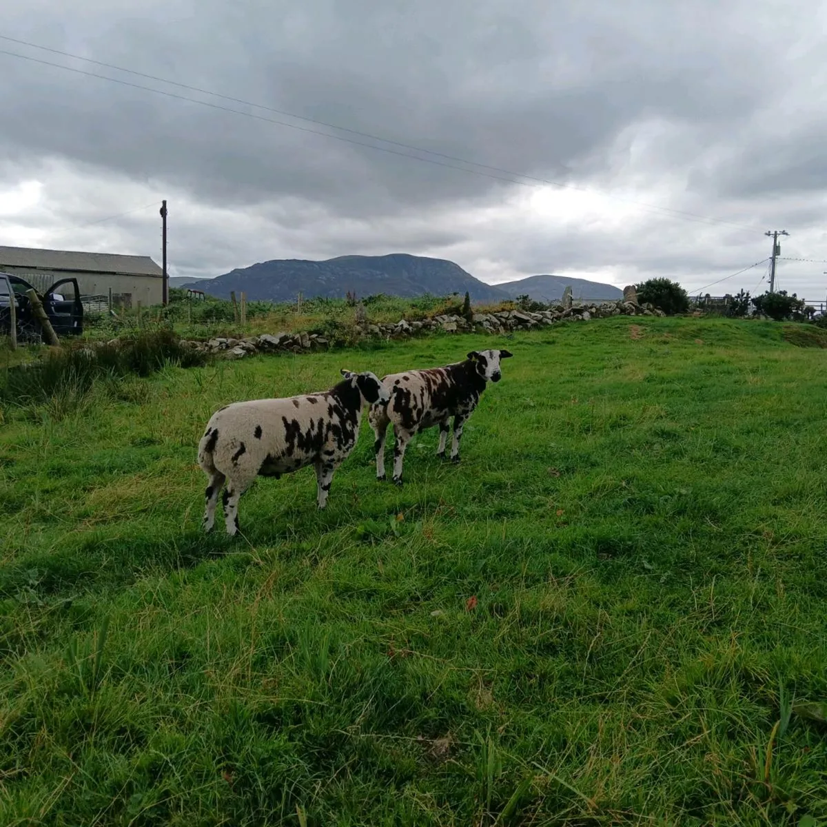 Pedigree Dutch Spotted Ram Lambs - Image 4
