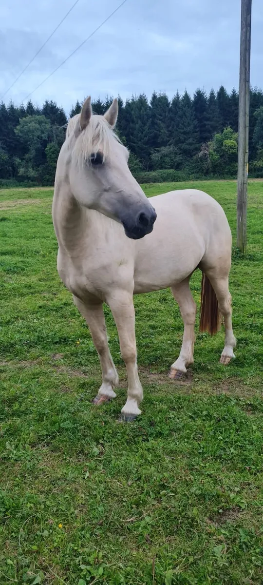 Palomino mare - Image 1