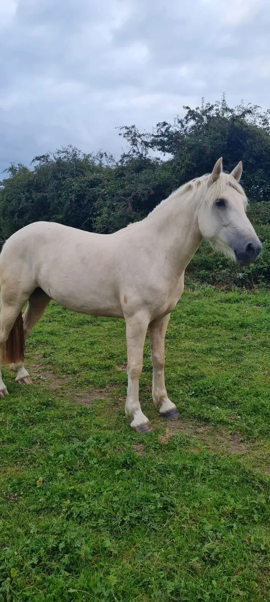 Palomino mare - Image 2
