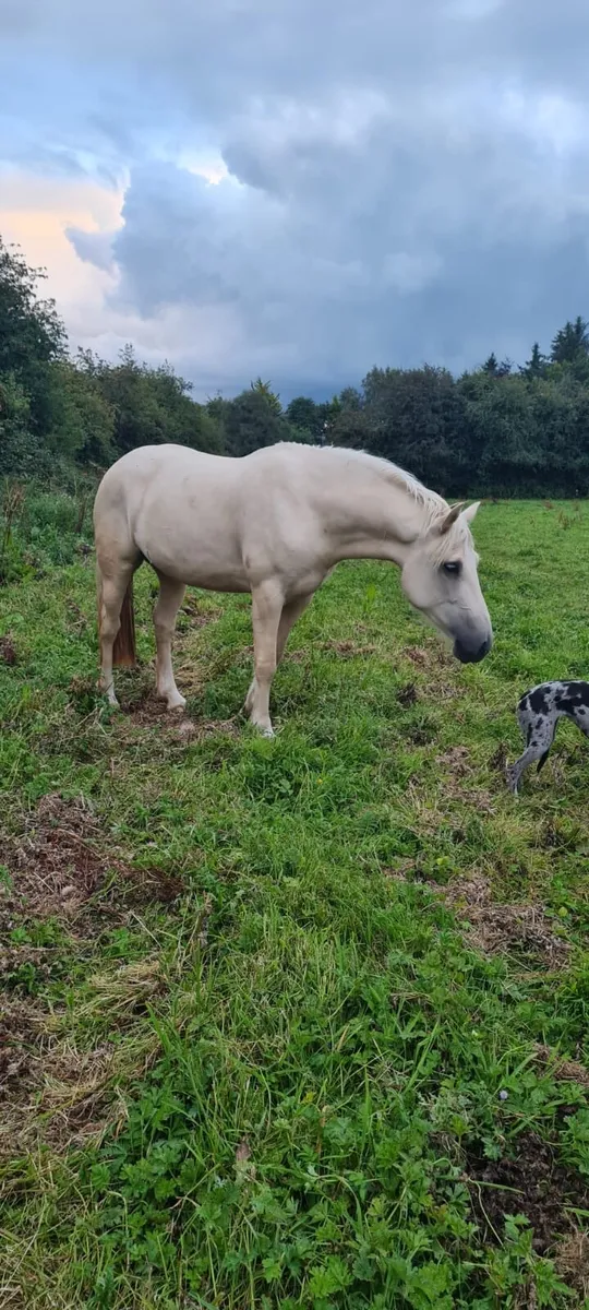 Palomino mare - Image 3