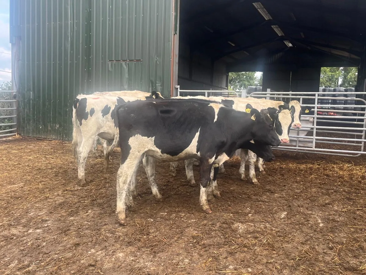 7 super  450 kg British Frisian bullocks - Image 1