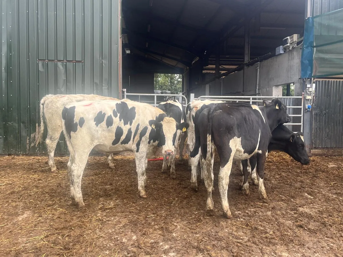 7 super  450 kg British Frisian bullocks - Image 2