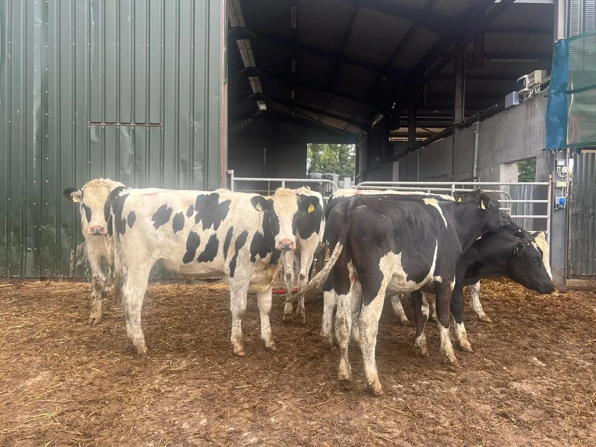 7 super  450 kg British Frisian bullocks - Image 3