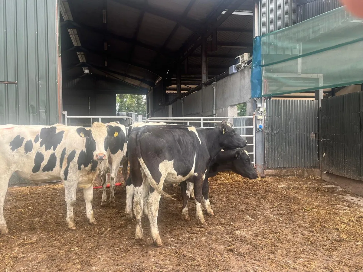 7 super  450 kg British Frisian bullocks - Image 4