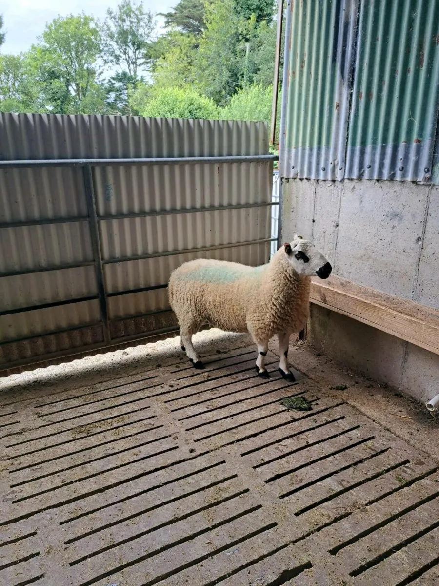 Kerryhill Ram - Image 2