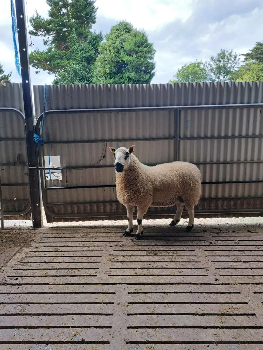 Kerryhill Ram - Image 1