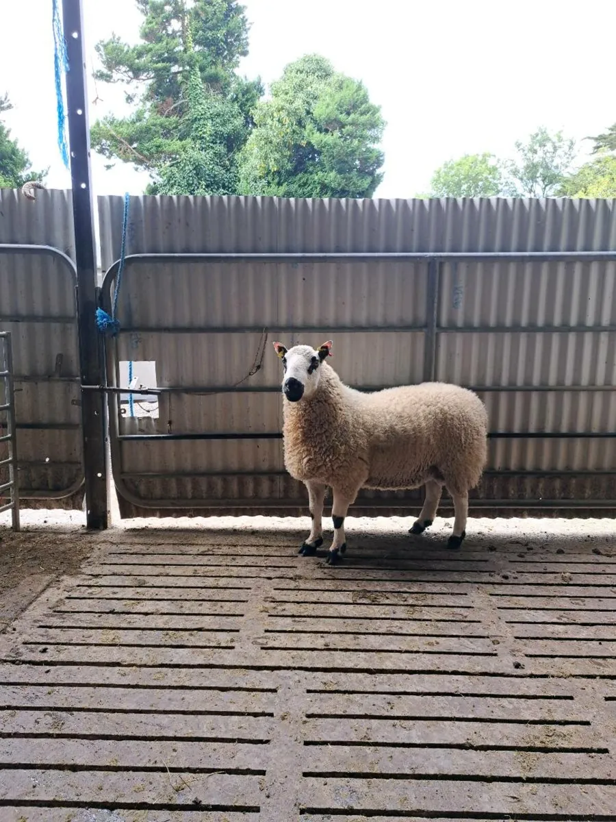 Kerryhill Ram - Image 3