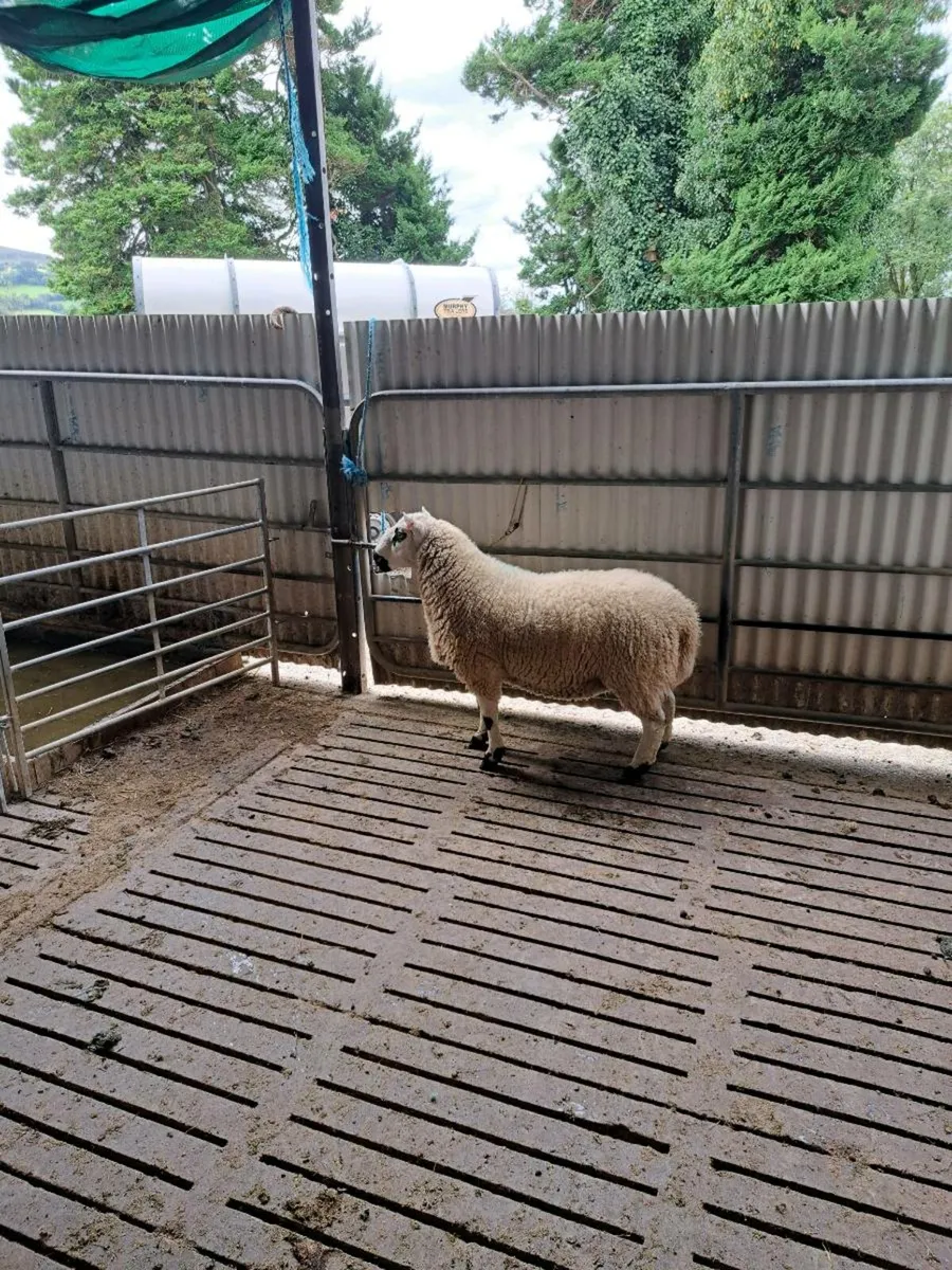 Kerryhill Ram - Image 4
