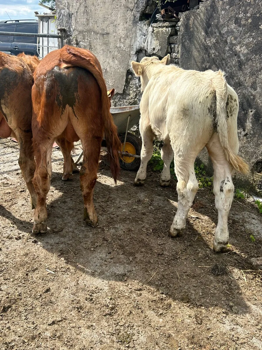 3 containental bullocks - Image 1