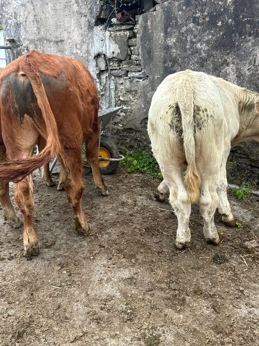 3 containental bullocks - Image 2