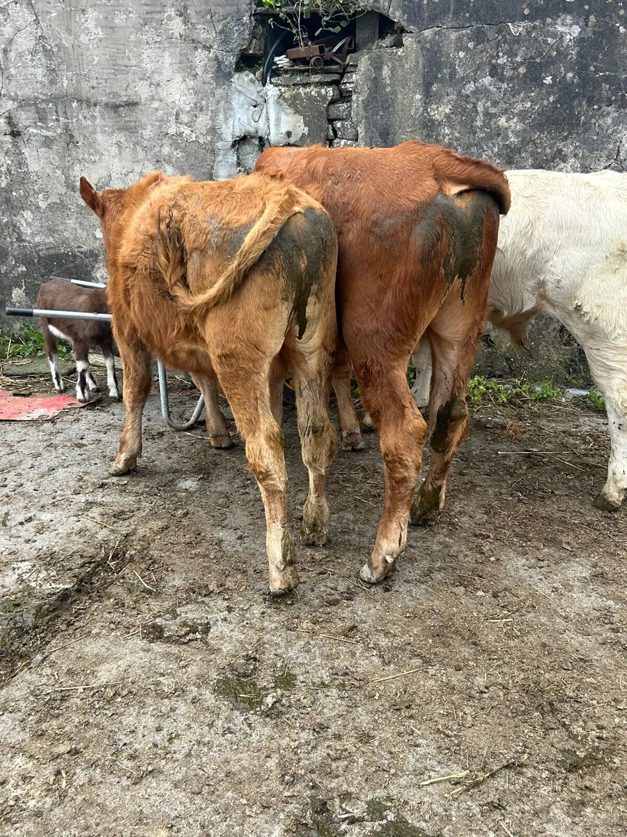 3 containental bullocks - Image 3