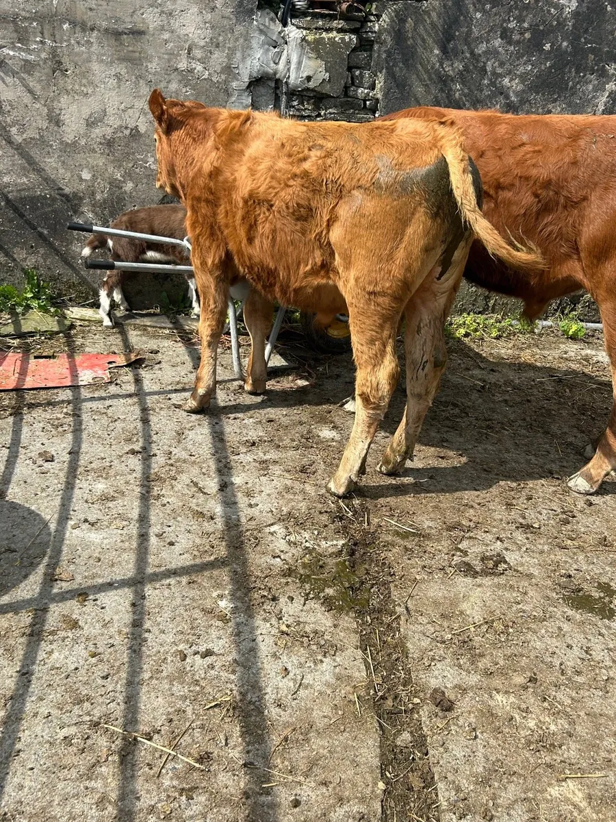 3 containental bullocks - Image 4