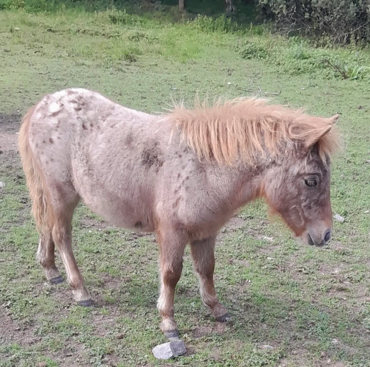 Miniature Filly - Image 1