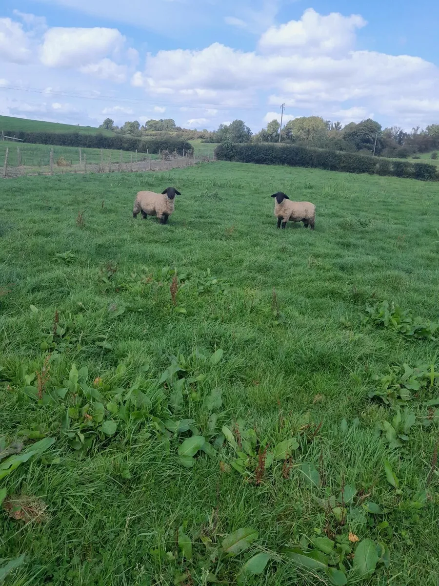 Sheep - Image 2
