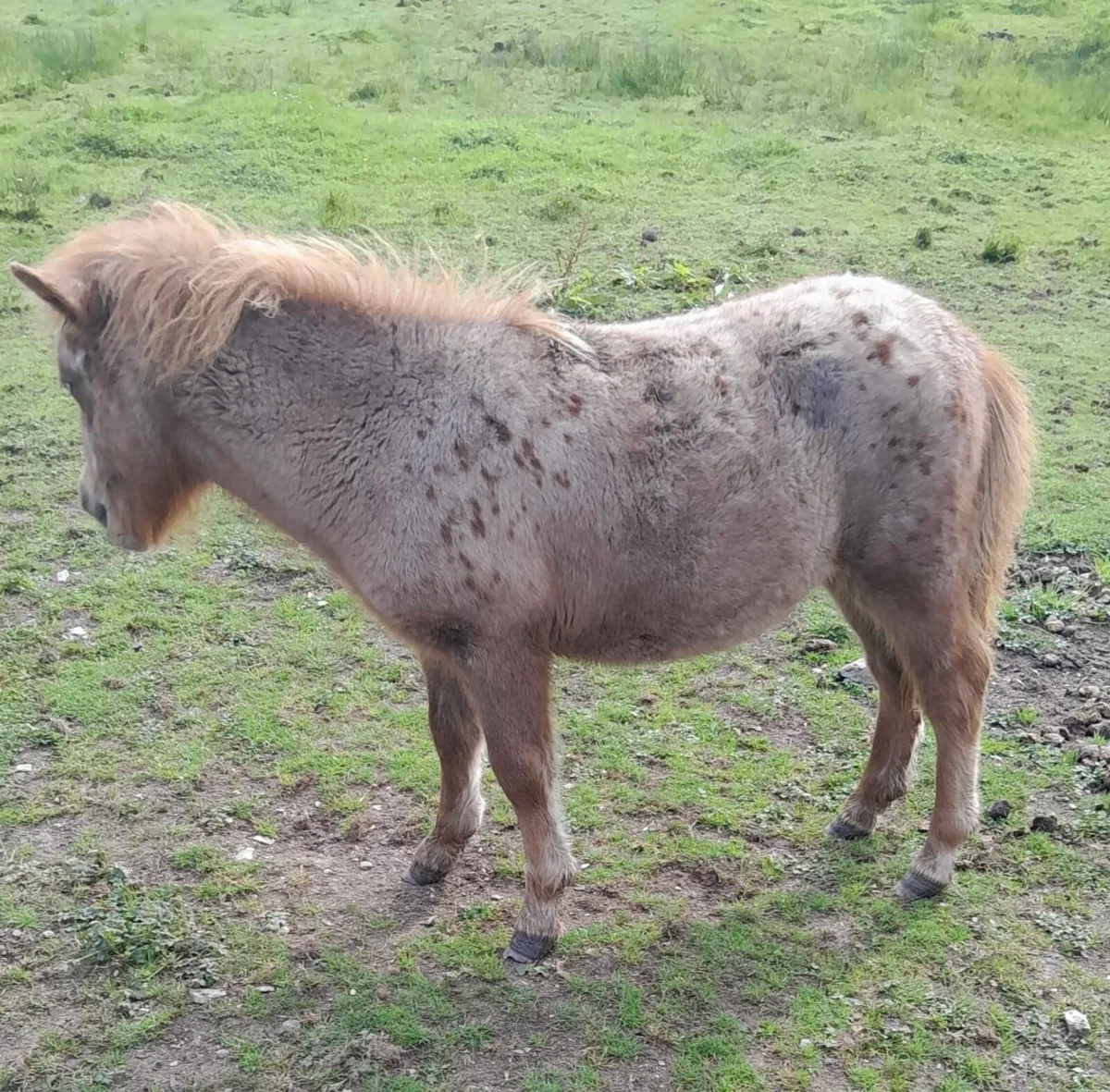 Miniature Filly - Image 3