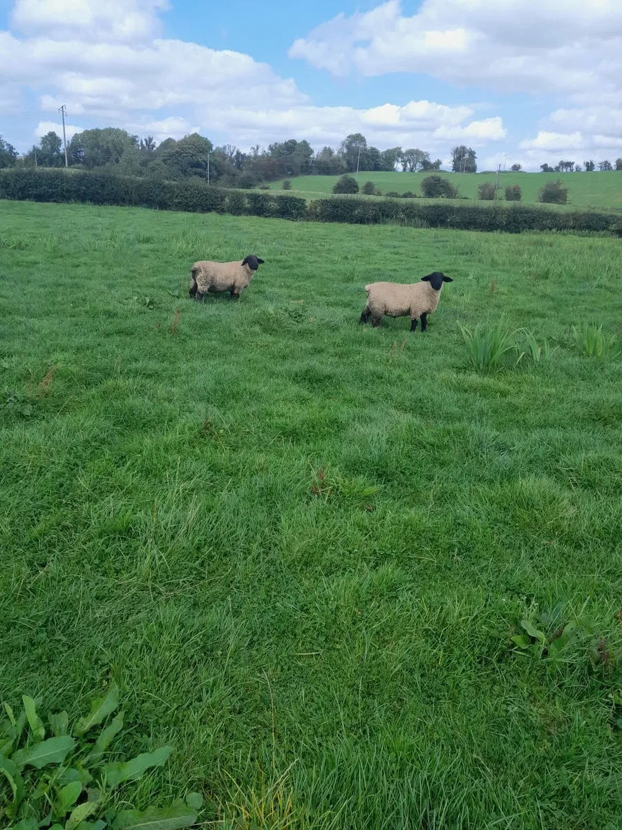 Sheep - Image 3