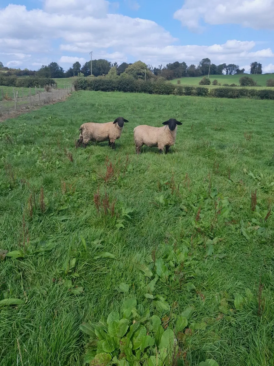 Sheep - Image 4