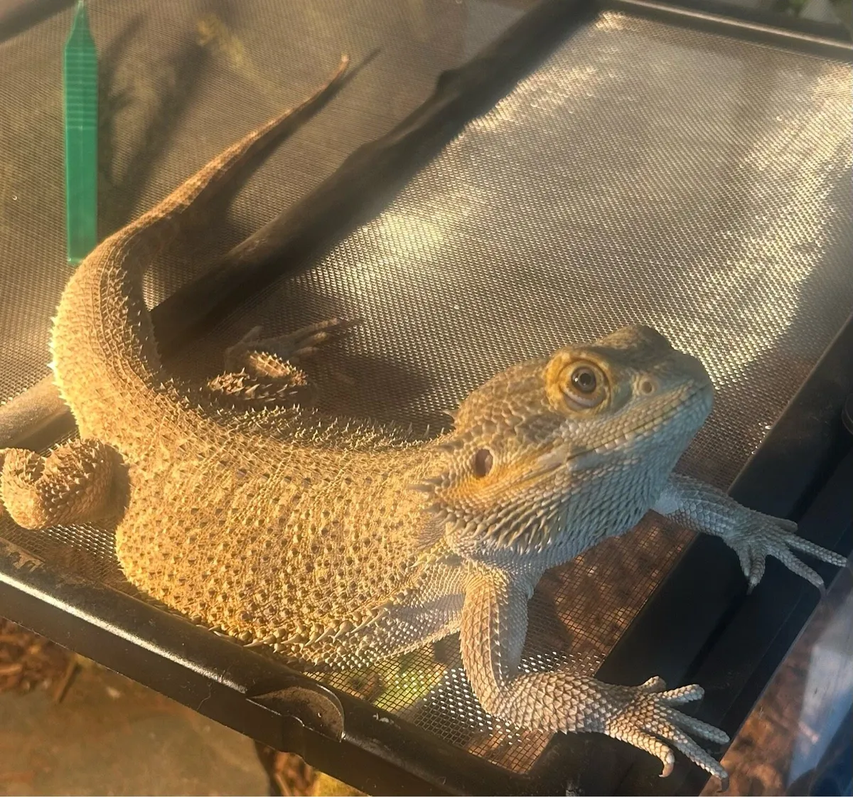Bearded Dragon for sale