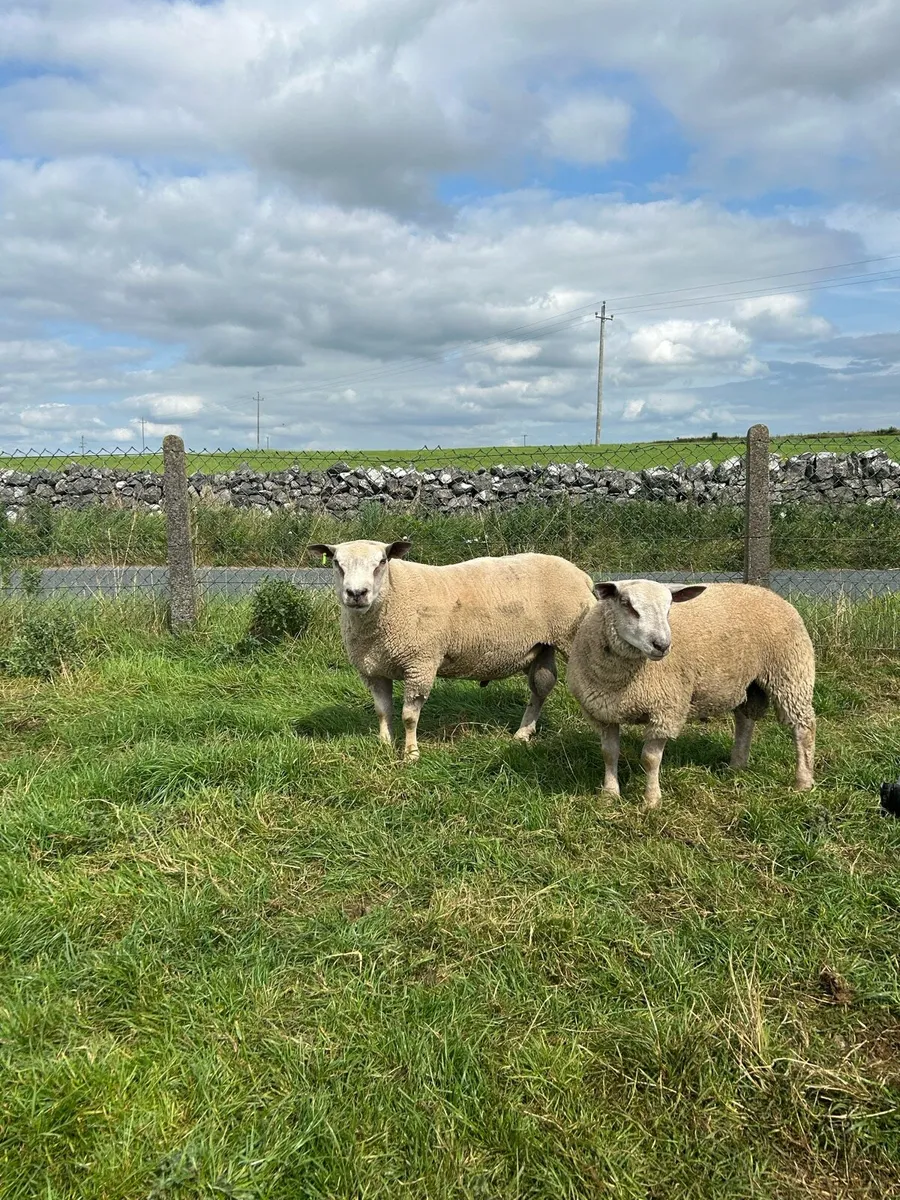Pbnr rams - Image 4