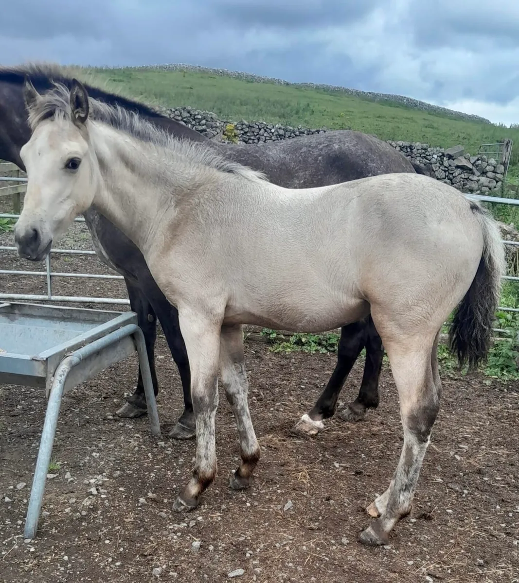 Dun Filly Foal - Image 1