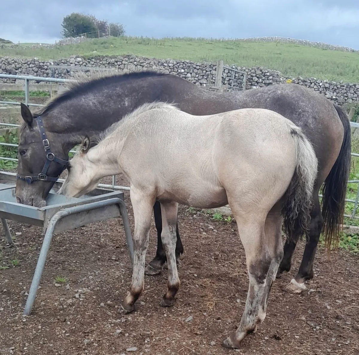 Dun Filly Foal - Image 2