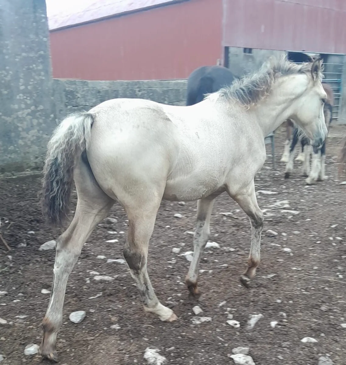 Dun Filly Foal - Image 3
