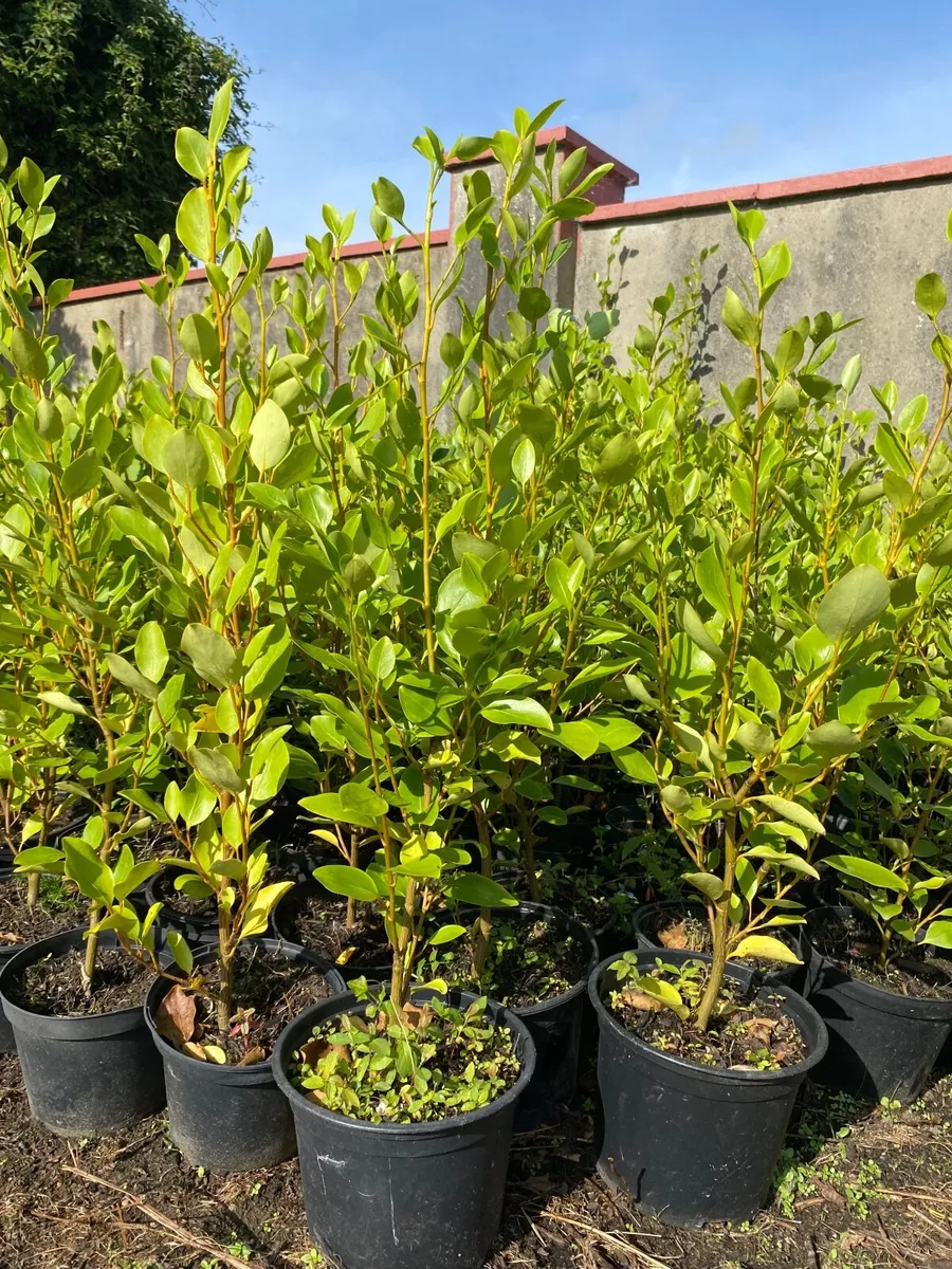 Hedging - Image 1