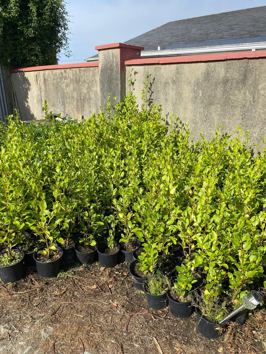 Hedging - Image 2