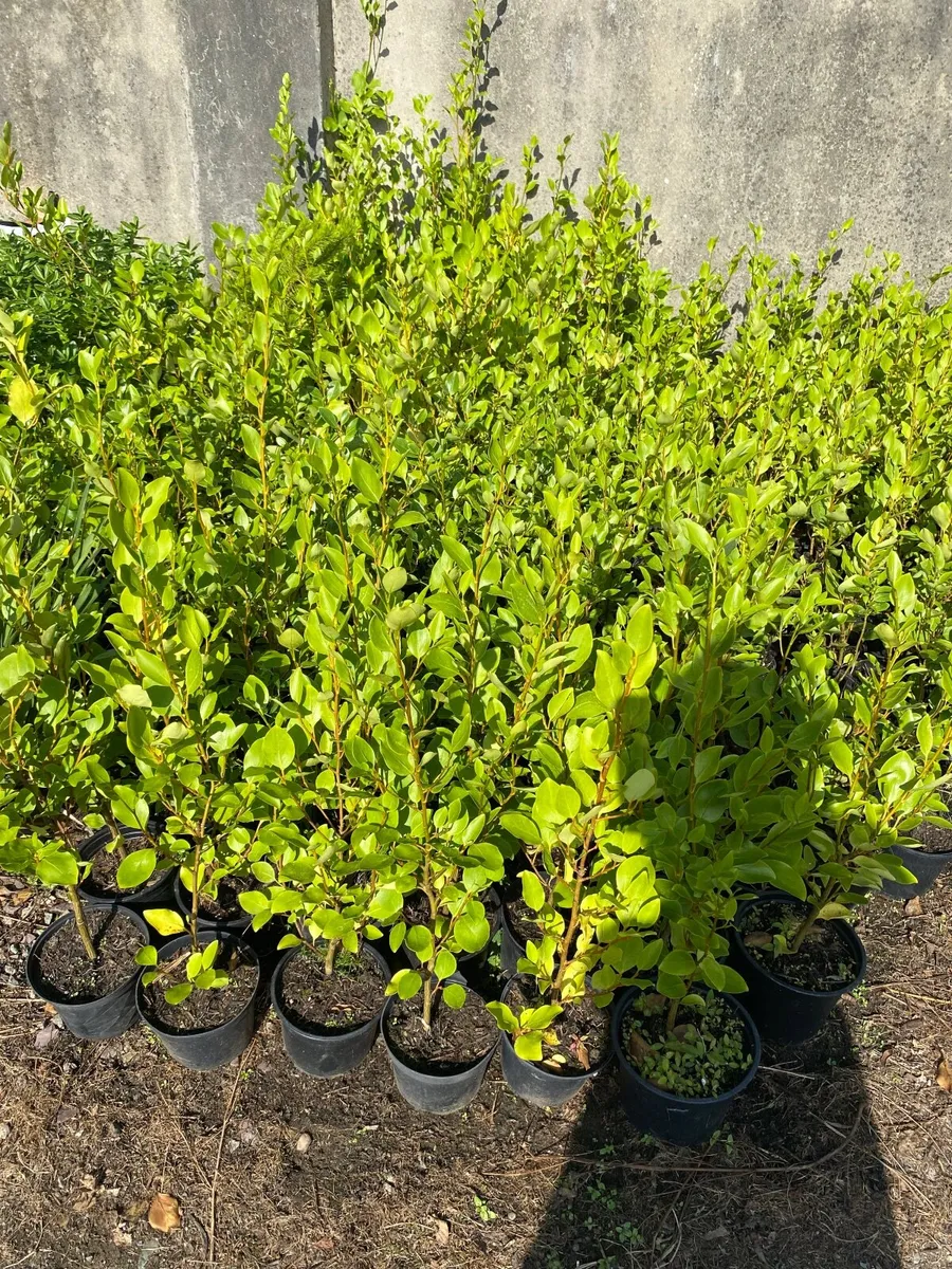 Hedging - Image 3