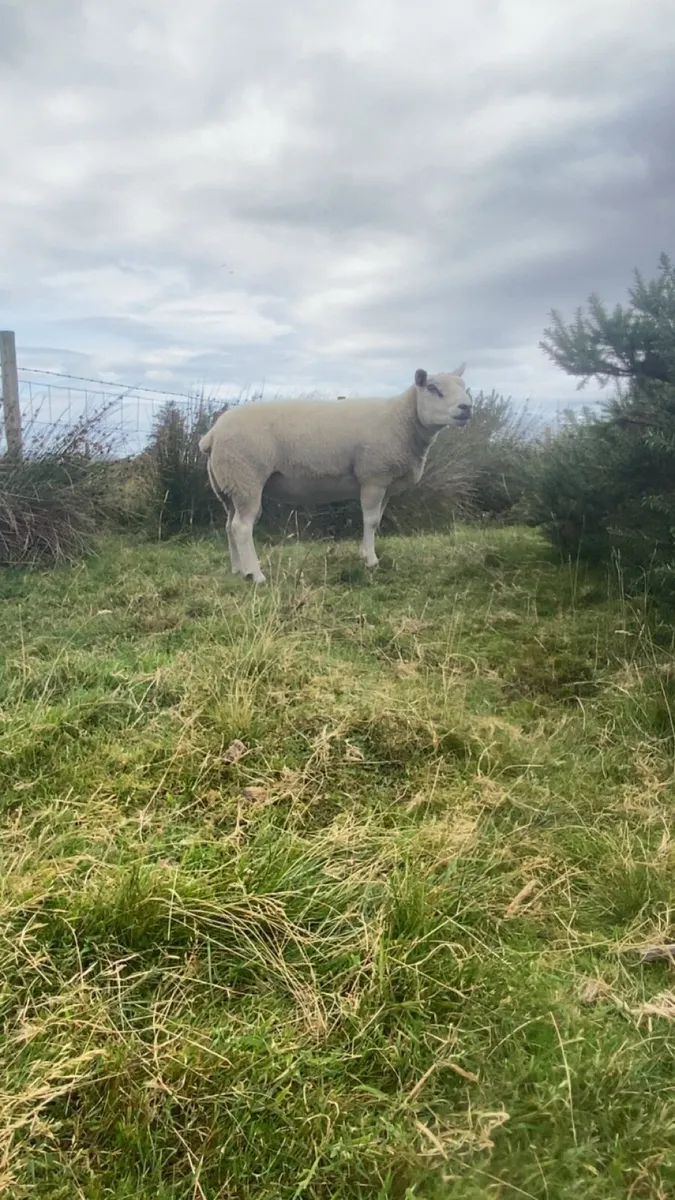 Texel ram - Image 1