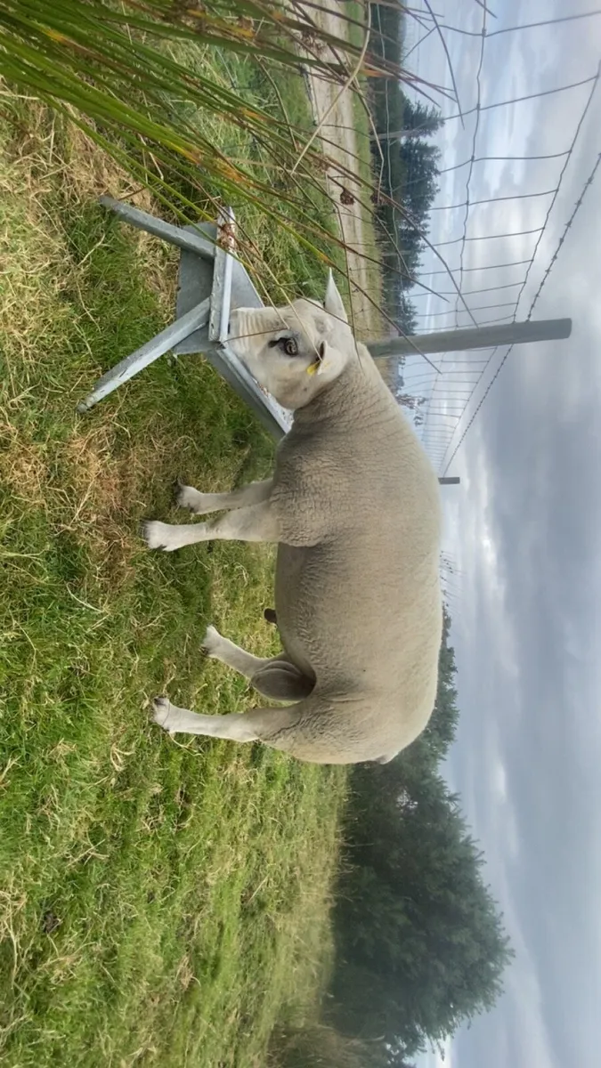 Texel ram - Image 2